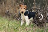 FOX TERRIER 543